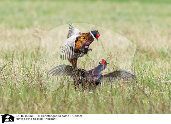 fighting Ring-necked Pheasant / IG-02068
