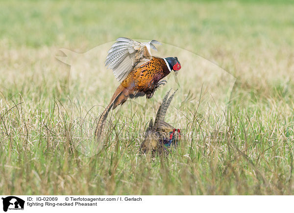 k�mpfende Fasane / fighting Ring-necked Pheasant / IG-02069