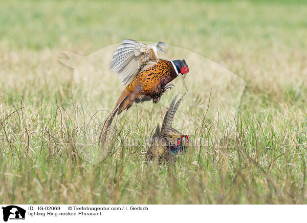 kmpfende Fasane / fighting Ring-necked Pheasant / IG-02069