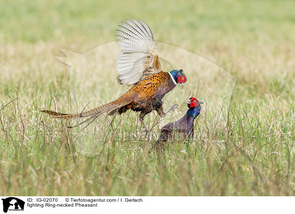 fighting Ring-necked Pheasant / IG-02070