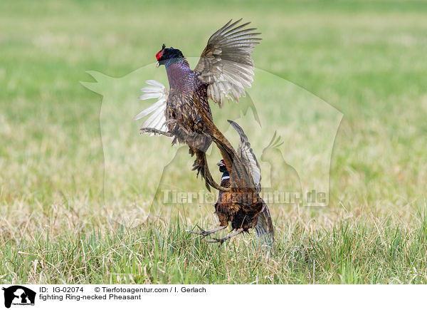 fighting Ring-necked Pheasant / IG-02074