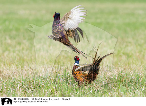 fighting Ring-necked Pheasant / IG-02075
