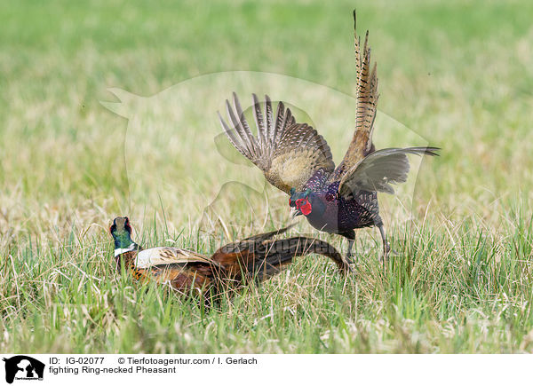 fighting Ring-necked Pheasant / IG-02077