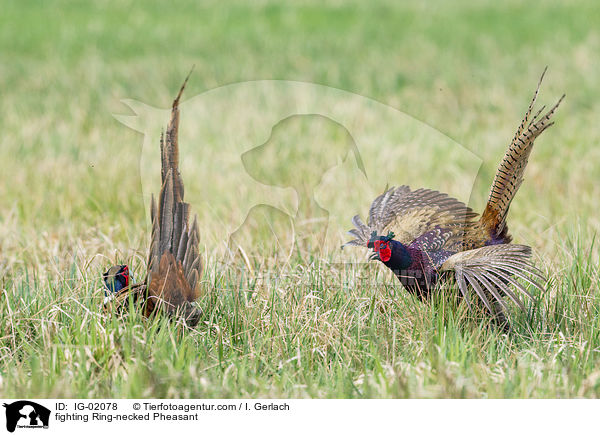 fighting Ring-necked Pheasant / IG-02078