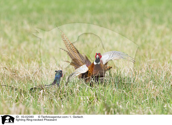 kmpfende Fasane / fighting Ring-necked Pheasant / IG-02080
