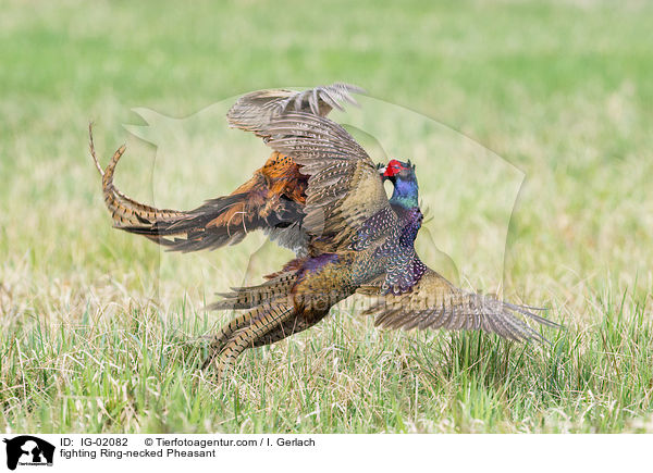 kmpfende Fasane / fighting Ring-necked Pheasant / IG-02082