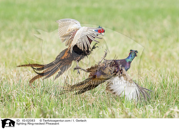 fighting Ring-necked Pheasant / IG-02083