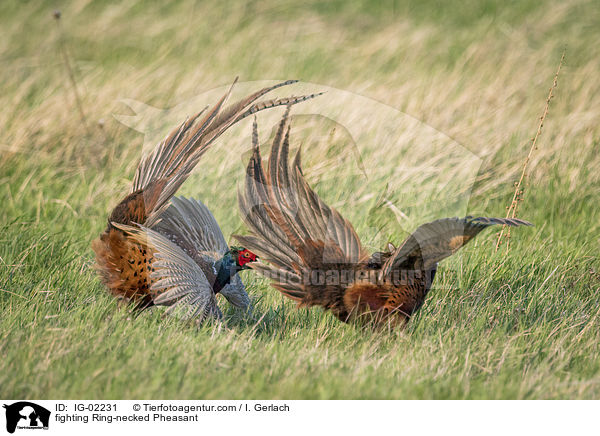 kmpfende Fasane / fighting Ring-necked Pheasant / IG-02231