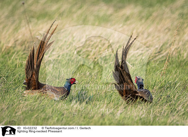 fighting Ring-necked Pheasant / IG-02232