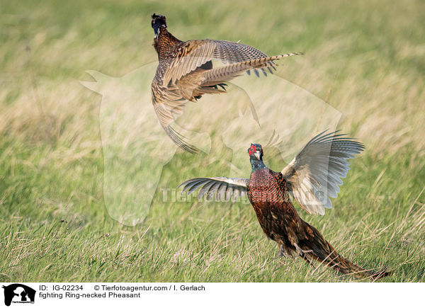 kmpfende Fasane / fighting Ring-necked Pheasant / IG-02234