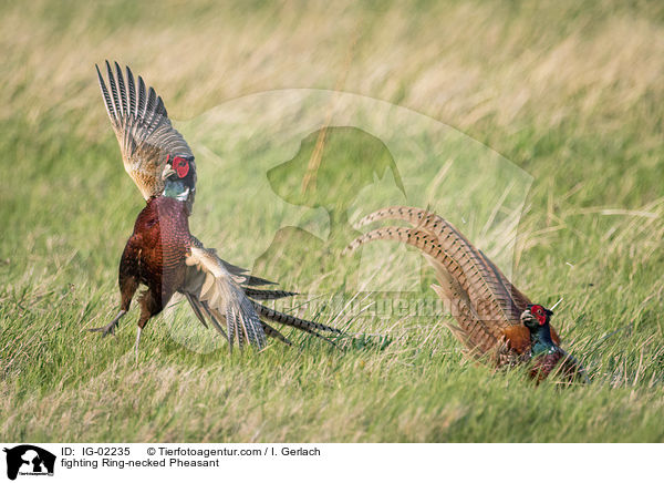 kmpfende Fasane / fighting Ring-necked Pheasant / IG-02235