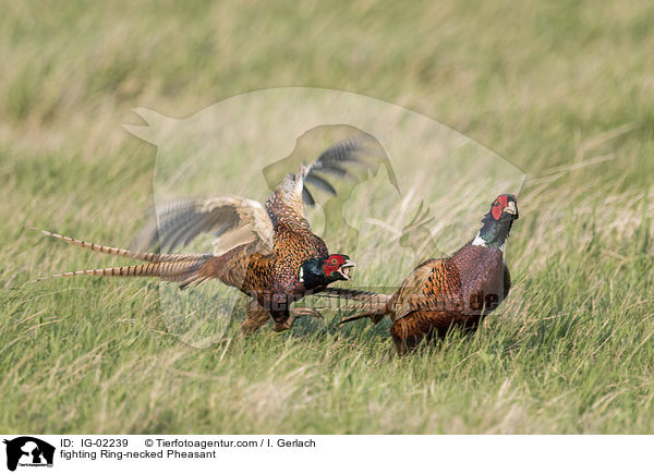 kmpfende Fasane / fighting Ring-necked Pheasant / IG-02239