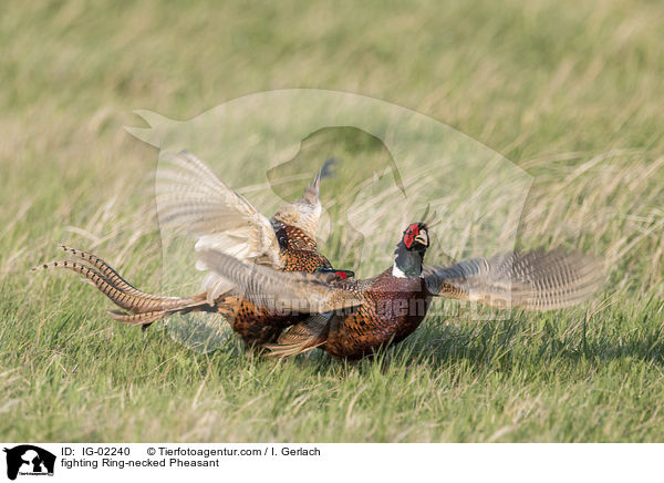 kmpfende Fasane / fighting Ring-necked Pheasant / IG-02240