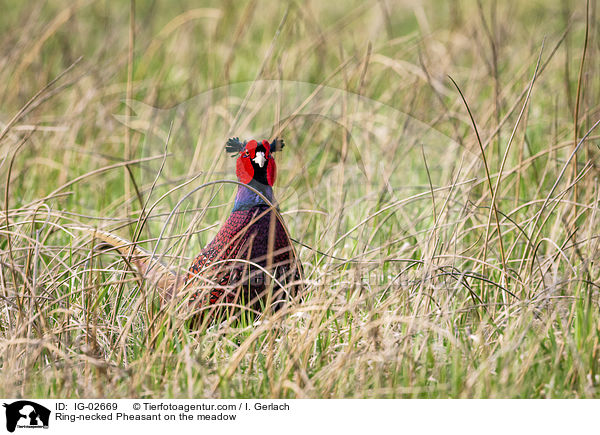 Ring-necked Pheasant on the meadow / IG-02669