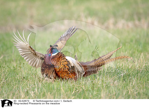 Ring-necked Pheasants on the meadow / IG-02673