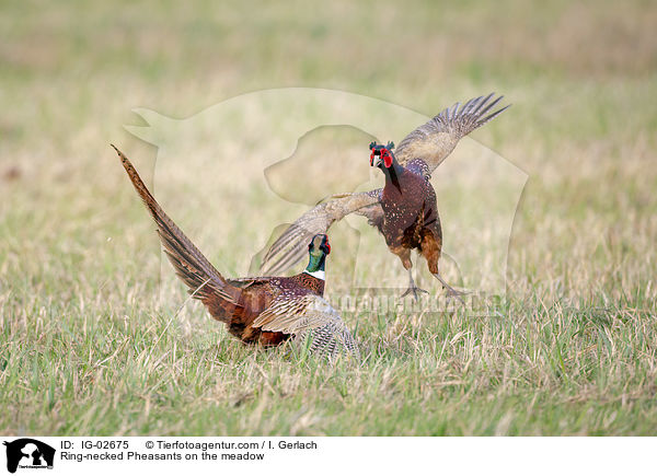 Ring-necked Pheasants on the meadow / IG-02675
