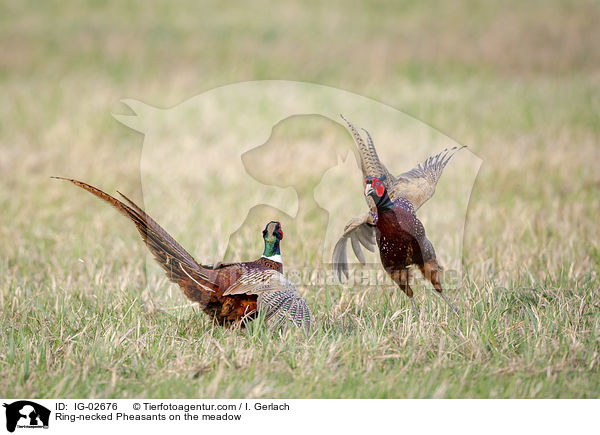 Ring-necked Pheasants on the meadow / IG-02676