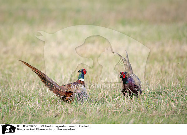 Fasane auf der Wiese / Ring-necked Pheasants on the meadow / IG-02677