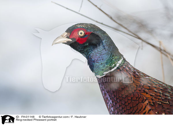 Fasan Portrait / Ring-necked Pheasant portrait / FH-01148
