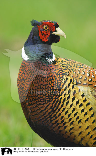 Fasan Portrait / Ring-necked Pheasant portrait / FH-01154