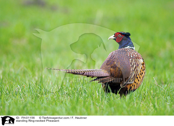 stehender Fasan / standing Ring-necked Pheasant / FH-01156
