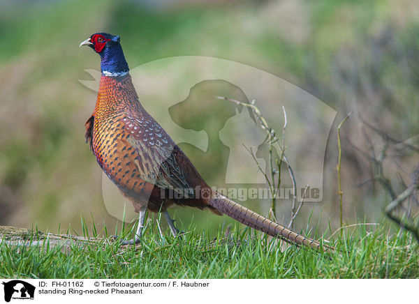 stehender Fasan / standing Ring-necked Pheasant / FH-01162