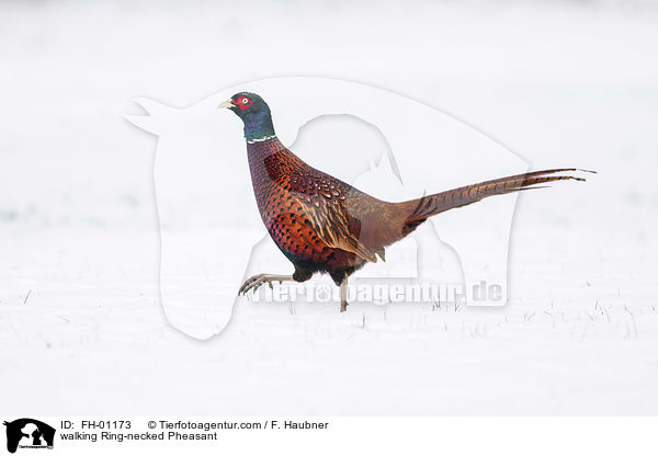 laufender Fasan / walking Ring-necked Pheasant / FH-01173
