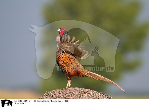 Fasan / pheasant / SO-03117