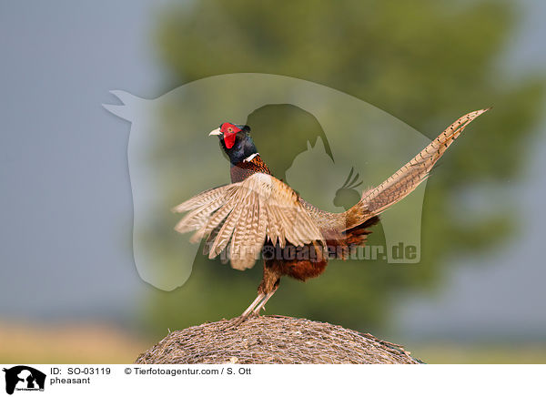 Fasan / pheasant / SO-03119