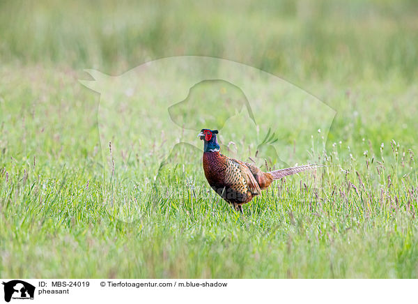 pheasant / MBS-24019