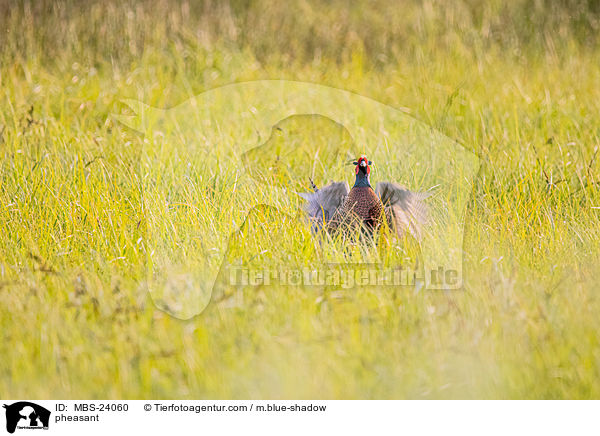 Fasan / pheasant / MBS-24060