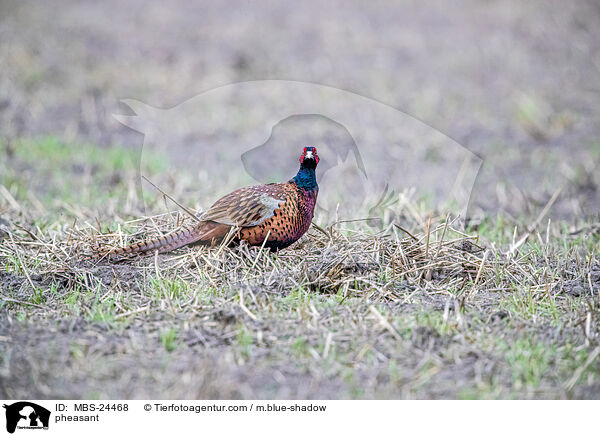 Fasan / pheasant / MBS-24468