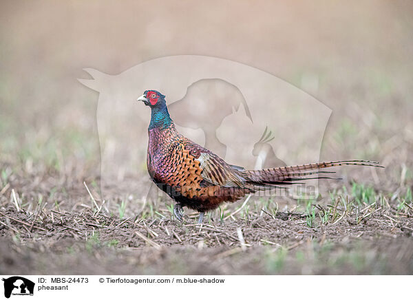 Fasan / pheasant / MBS-24473