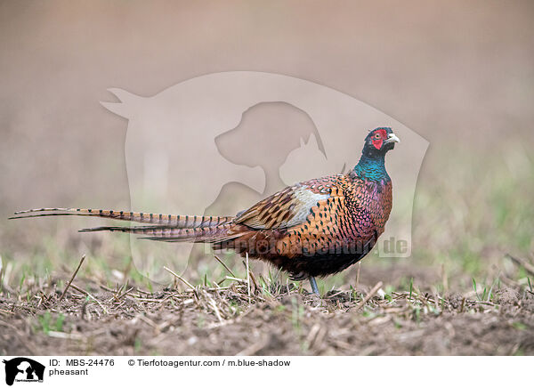 Fasan / pheasant / MBS-24476