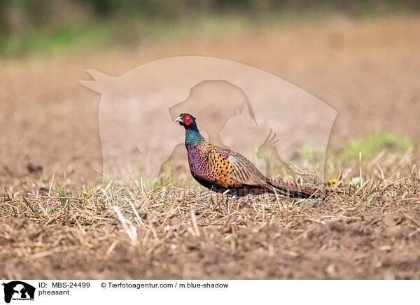 Fasan / pheasant / MBS-24499