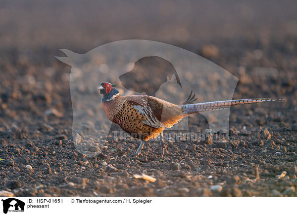 pheasant / HSP-01651
