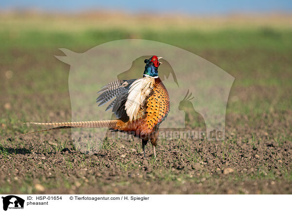 pheasant / HSP-01654