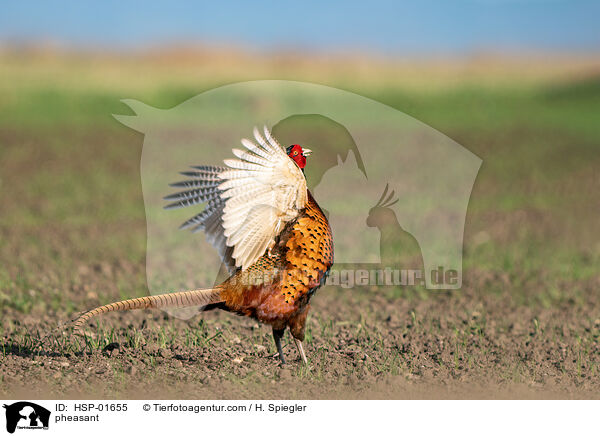 Fasan / pheasant / HSP-01655