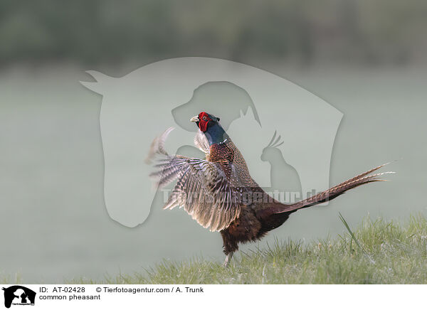 Fasan / common pheasant / AT-02428