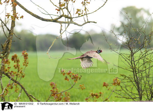 Fasan / pheasant / MAW-01002