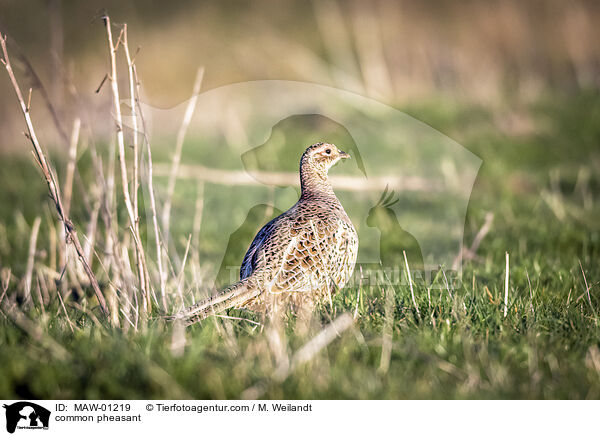 Fasan / common pheasant / MAW-01219