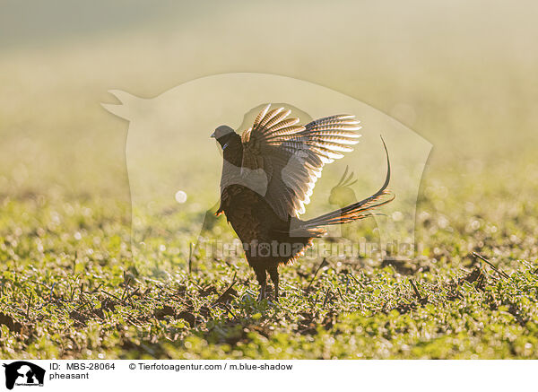 pheasant / MBS-28064