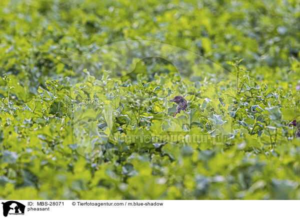 pheasant / MBS-28071