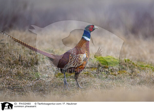 common pheasant / FH-02460