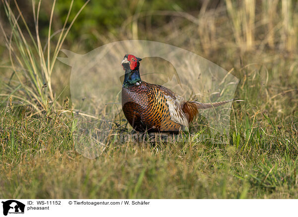 Jagdfasan / pheasant / WS-11152