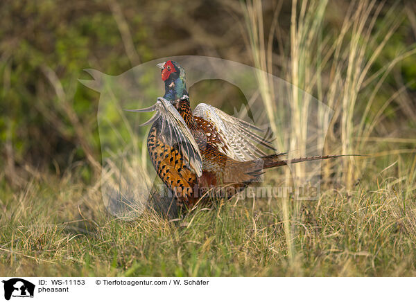 Jagdfasan / pheasant / WS-11153