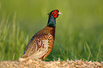 Common Pheasant