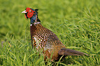 pheasant