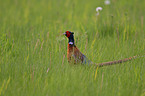 pheasant