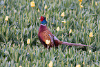 pheasant